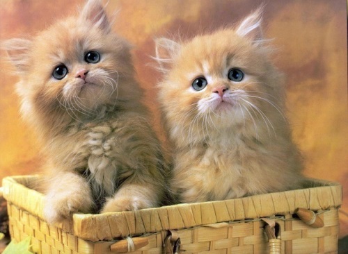 two kitties